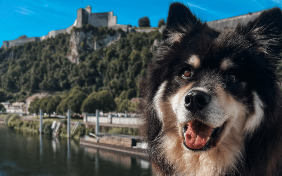 Besancon chien devant la Citadelle